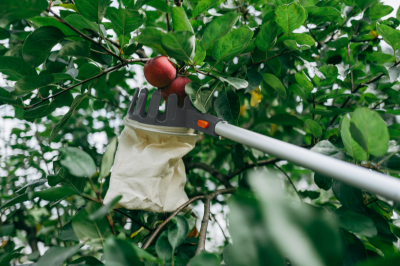 Picture of V-SERIES fruit collector on a 3,75m telescopic handle
